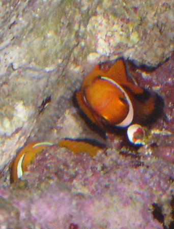 Male en train de féconder les oeufs